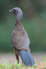 Colombian Chachalaca